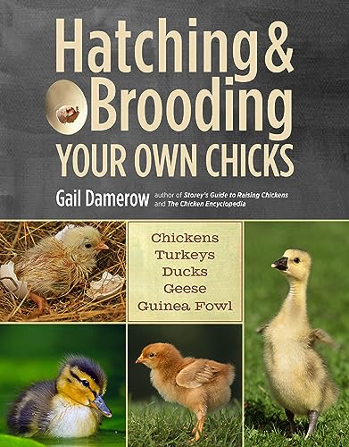 Hatching & Brooding Your Own Chicks : Chickens, Turkeys, Ducks, Geese, Guinea Fowl