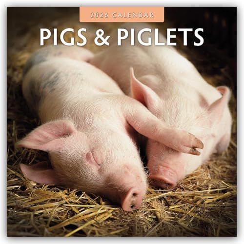 Pigs & Piglets 2026 Square Wall Calendar