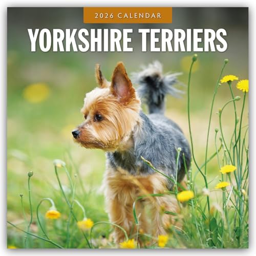 Yorkshire Terriers 2026 Square Wall Calendar