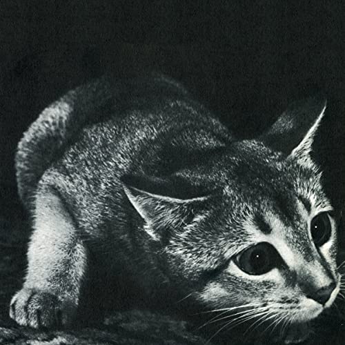 Black and white photo of a tabby cat looking at the viewer.