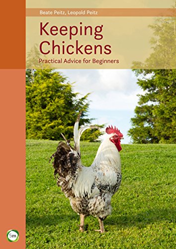 Keeping Chickens: Practical Advice for Beginners