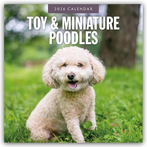 Toy and Miniature Poodles 2026 Square Wall Calendar