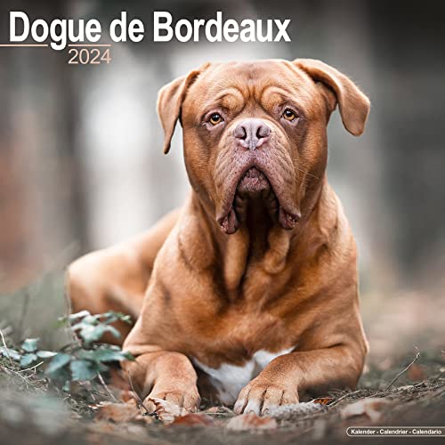 Dogue de Bordeaux Calendar 2024 | Square Dog Breed Wall Calendar - 16 Month: Original Avonside-Kalender [Mehrsprachig] [Kalender]