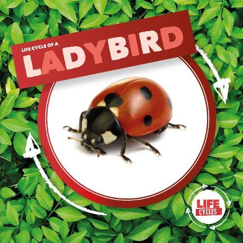 Ladybird (Life Cycle Of A)