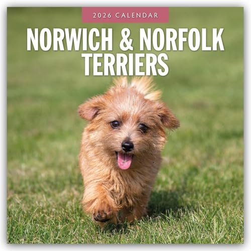 Norwich & Norfolk Terriers 2026 Square Wall Calendar