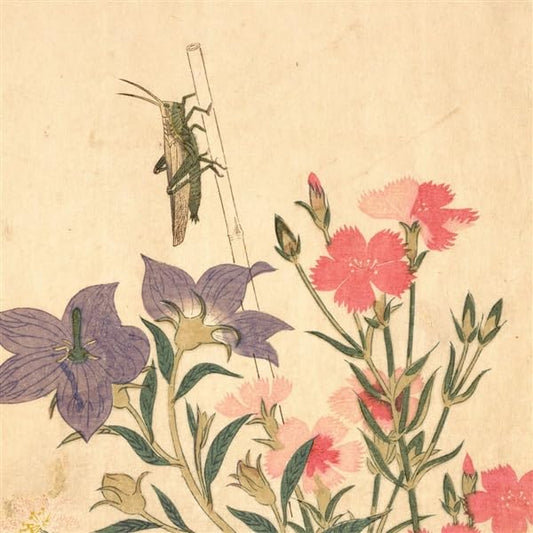 Chypho - Entomongaku Ii [CD]