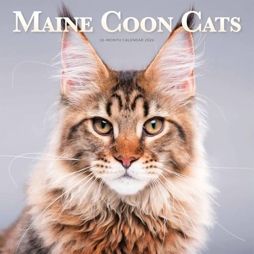 Maine Coon Cats Square Wall Sunday Start