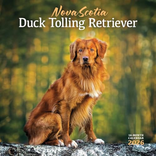 Nova Scotia Duck Tolling Retriever Squar
