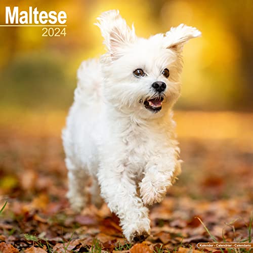 Maltese Calendar 2024 | Square Dog Breed Wall Calendar - 16 Month: Original Avonside-Kalender [Mehrsprachig] [Kalender]