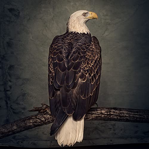 Clutch - BOOK OF BAD DECISIONS [VINYL]