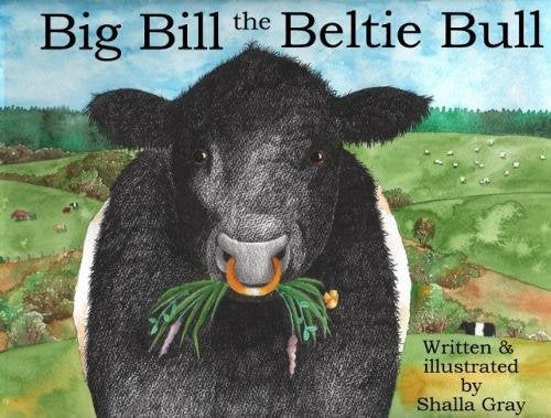 Big Bill the Beltie Bull