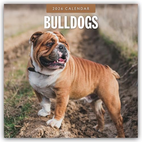 Bulldogs 2026 Square Wall Calendar