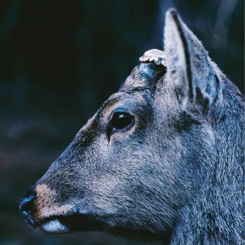 Toe - Book About My Idle Plot On A V [VINYL]
