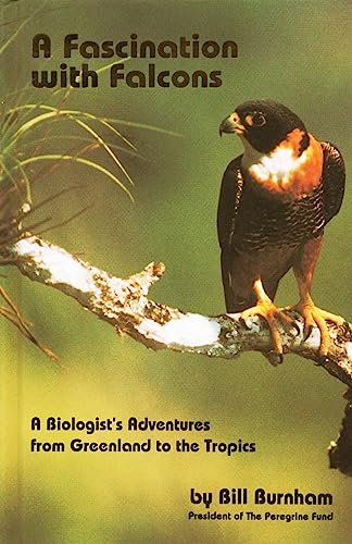 Fascination with Falcons