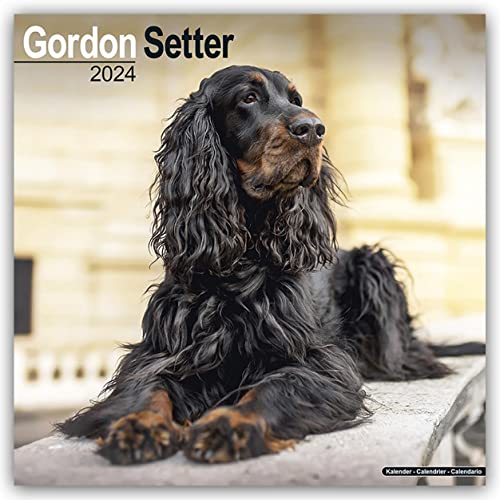 Gordon Setter Calendar 2024 | Square Dog Breed Wall Calendar - 16 Month: Original Avonside-Kalender [Mehrsprachig] [Kalender]