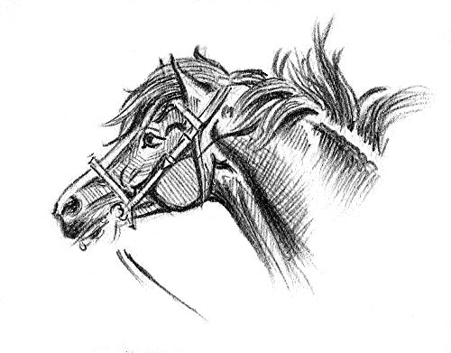 A black and white pencil sketch of a horse's head wearing a bridle.