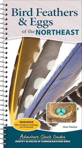 Bird Feathers & Eggs of the Northeast : Identify 40 Species of Common Backyard Birds