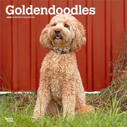Golden Doodle dog sitting in grass, calendar cover image.