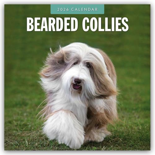 Bearded Collies 2026 Square Wall Calendar