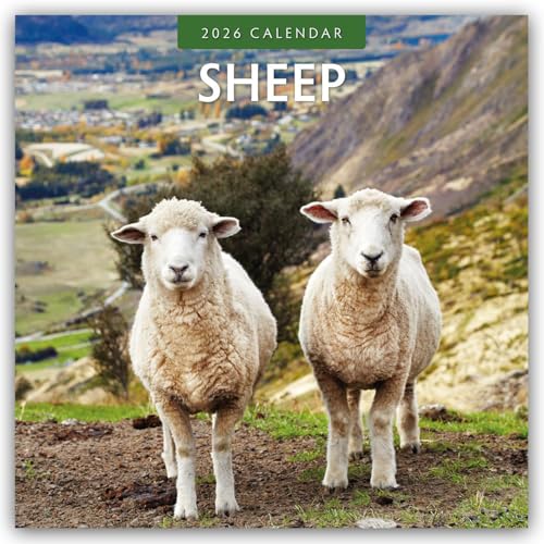 Sheep 2026 Square Wall Calendar
