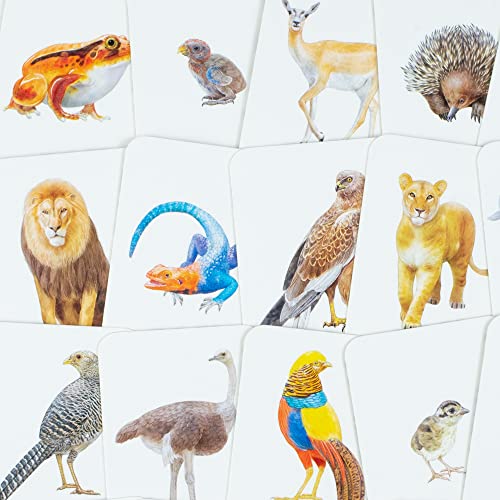 Animal Family Match