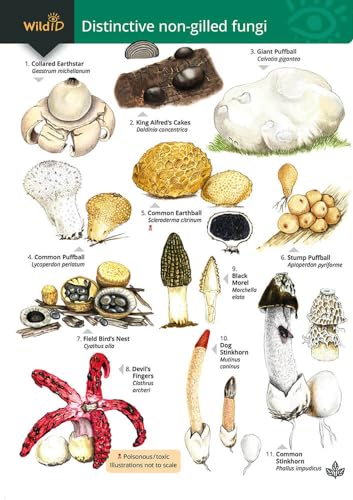 Distinctive non-gilled fungi