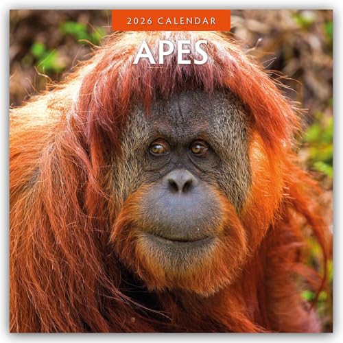 Apes 2026 Square Wall Calendar