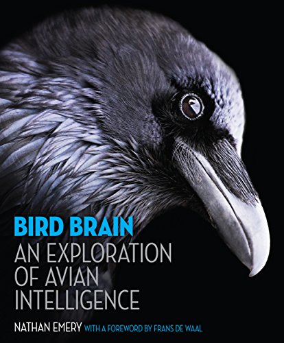 Bird Brain : An Exploration of Avian Intelligence