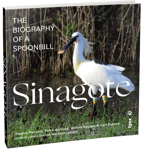 Sinagote, the biography of a spoonbill
