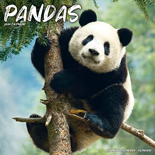 Pandas Calendar 2024 | Square Animal Wall Calendar - 16 Month: Original Avonside-Kalender [Mehrsprachig] [Kalender]