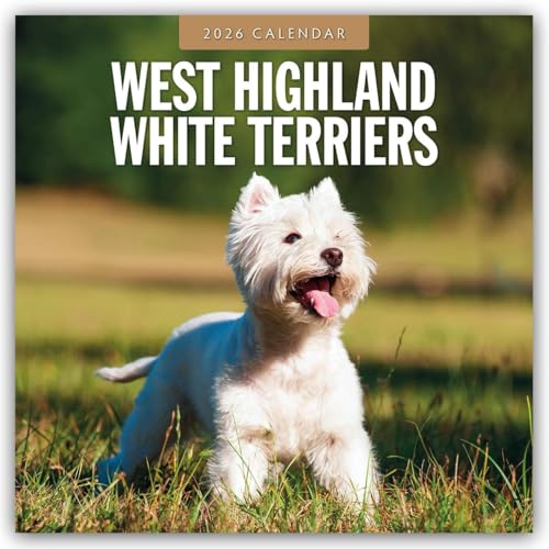 West Highland White Terriers 2026 Square Wall Calendar