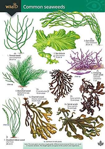 A Key to Common Seaweeds: No. 58 (Occasional Publications S.)