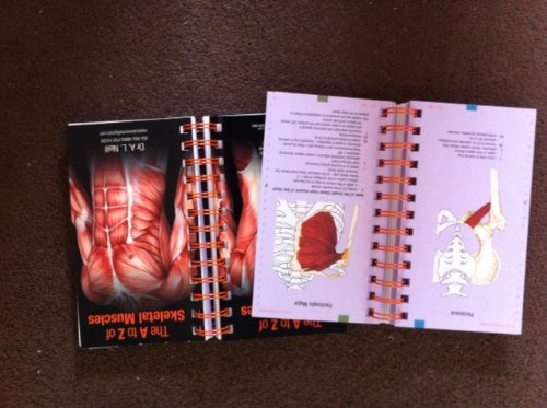 The A to Z of Skeletal Muscles