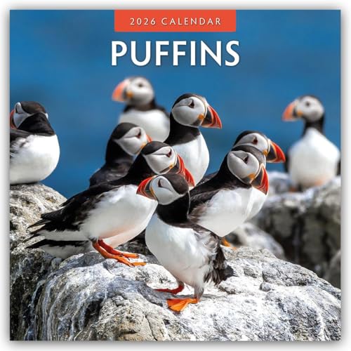 Puffins 2026 Square Wall Calendar