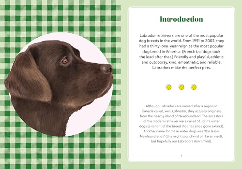 A Labrador Life : What to Know and Love About the Labrador Retriever