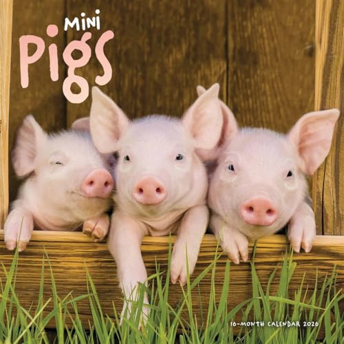 Mini Pigs Square Wall Sunday Start Calen