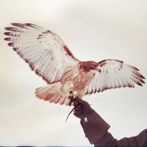Airis,jm - Wild Birds  [VINYL]