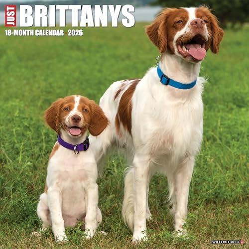 2026 Brittanys 12 x 12 Wall [Paperback] [2025] Willow Creek Press