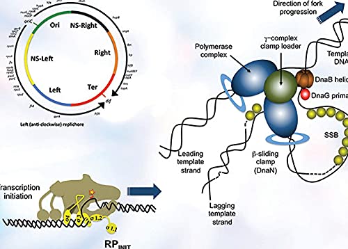 Structure and Function of the Bacterial Genome