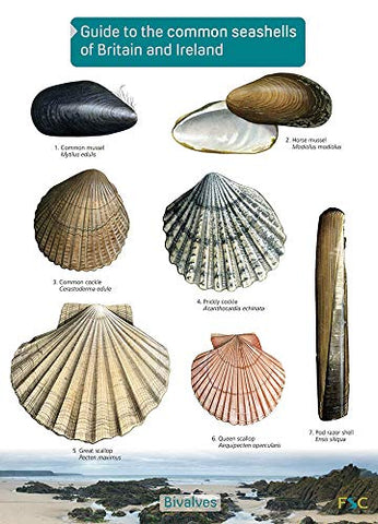 Guide to the Common Seashells of Britain and Ireland