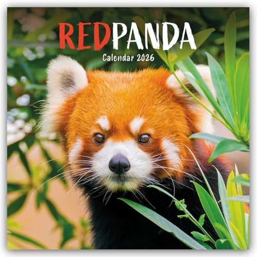 Close-up of a red panda face with green foliage, 2026 calendar.