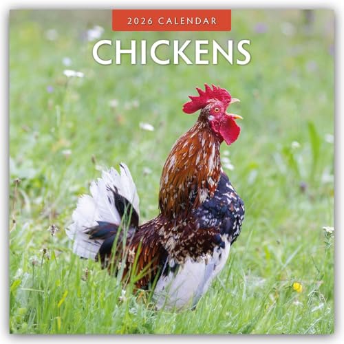 Chickens 2026 Square Wall Calendar