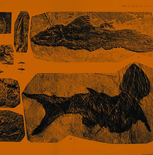 Annelies Monseré - Mares [VINYL]