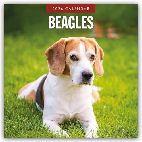 Beagles 2026 Square Wall Calendar