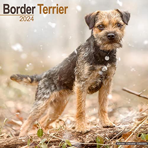 Border Terrier Calendar 2024 | Square Dog Breed Wall Calendar - 16 Month: Original Avonside-Kalender [Mehrsprachig] [Kalender]