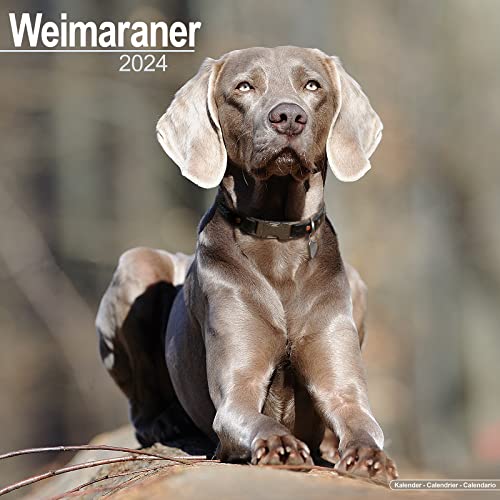 Weimaraner Calendar 2024 | Square Dog Breed Wall Calendar - 16 Month: Original Avonside-Kalender [Mehrsprachig] [Kalender]