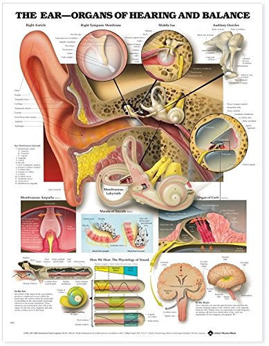 The Ear: Organs Of Hearing And Balance: Organs Of Hearing And Balance Anatomical Chart