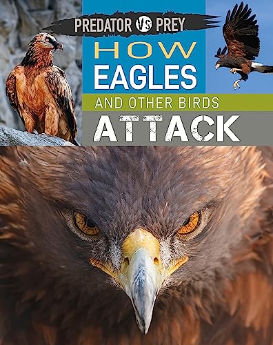 Predator vs Prey: How Eagles and other Birds Attack!