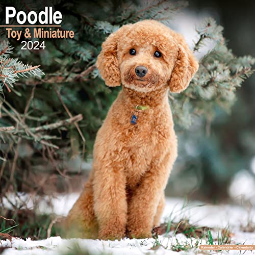 Poodle (Toy & Miniature) Calendar 2024 | Square Dog Breed Wall Calendar - 16 Month: Original Avonside-Kalender [Mehrsprachig] [Kalender]