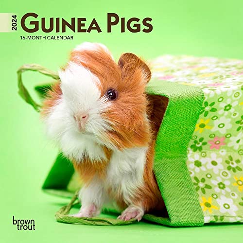 Guinea Pigs | 2024 7 x 14 Inch Monthly Mini Wall Calendar | BrownTrout | Domestic Animals Small Pets